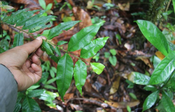 Figura 11. Planta hospedera <i>Myrcia aplendens</i></i>, (Myrtaceae) posición hojas, de <i>Brachyglenis dinora</i></i>, (Riodinidae). Foto Anabelle Córdoba, 11 Agosto 2018.
