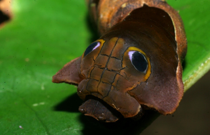 Figura 10. Cabeza <i>Oxytenis nubila</i></i> (Saturniidae). Sector San Pitilla, Sendero Naciente, (elevación 700 metros). Colectada 18 mayo 2008. ( 08-SRNP-31210-DHJ438921.jpg).

