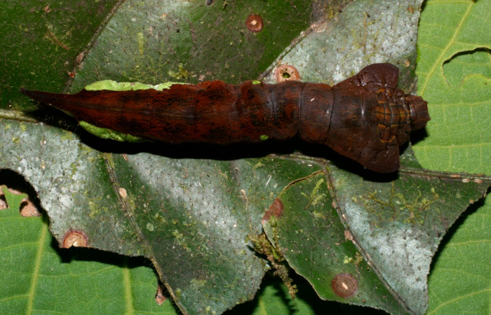 Figura 11. Dorsal entero <i>Oxytenis nubila</i></i> (Saturniidae). Sector San Pitilla, Sendero Naciente, (elevación 700 metros). Colectada 18 mayo 2008. (08-SRNP-31706-DHJ440653).
