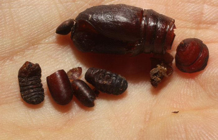 Figura 12. Párasitos de la familia tachinidae, Houghia Wood03bDHJ07 en larva <i>Oxytenis nubila</i></i> (Saturniidae), (Tachinidae). Sector Rincon Rain Forest, Palomo, (elevación 96 metros). Colectada 21 octubre 2011. (11-SRNP-67766-DHJ804066.JPG).