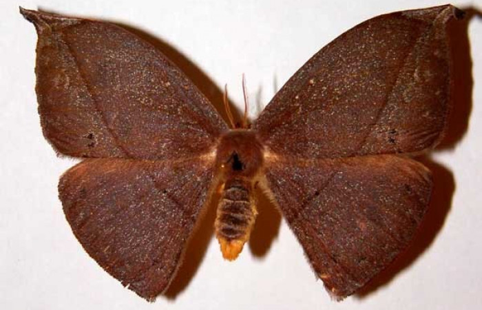 Figura 13. Adulto de <i>Oxytenis nubila</i></i> (Saturniidae), hembra, posición dorsal. (01-SRNP-22744-DHJ33902).