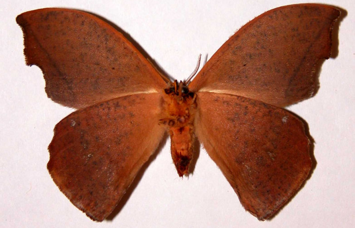 Figura 14. Adulto de <i>Oxytenis nubila</i></i> (Saturniidae), hembra, posición ventral. (01-SRNP-22160-DHJ33905).