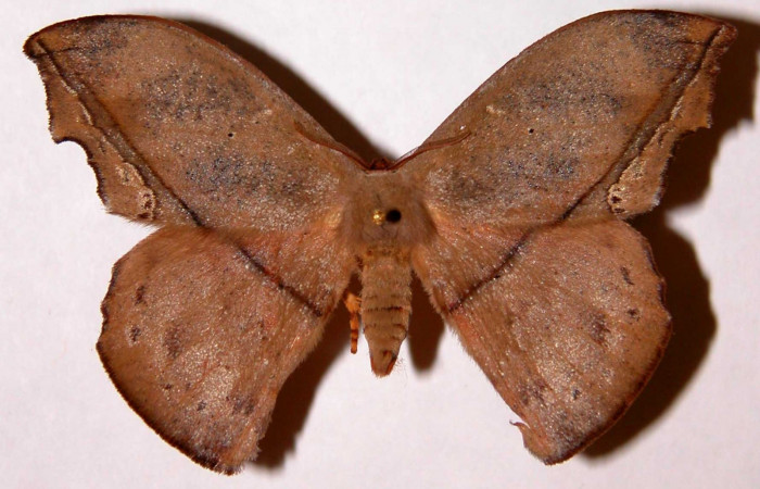 Figura 15. Adulto de <i>Oxytenis nubila</i></i> (Saturniidae), macho, posición dorsal. (01-SRNP-3575-DHJ33912).