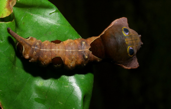 Figura 16. Dorsal entero <i>Oxytenis nubila</i></i> (Saturniidae). Sector Pitilla, Sendero Naciente, (elevación 700 metros). Colectada 18 mayo 2008. (08-SRNP-31210-DHJ438952.JPG).
