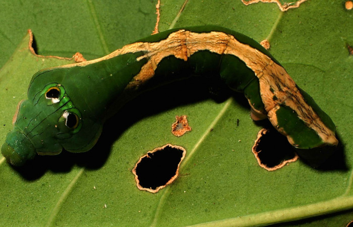 Figura 17. Dorsal entero <i>Oxytenis modoccidentalis</i></i> (Saturniidae). Sector El Hacha, Laguna Agua Buena, (elevación 220 metros). Colectada 21 octubre 1999.(99-SRNP-11854-DHJ51647.jpg).
