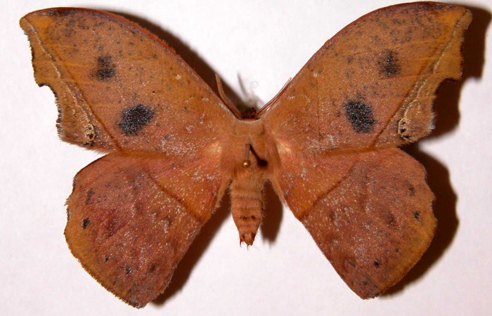 Figura 18. Adulto de <i>Oxytenis nubila</i></i> (Saturniidae), posición dorsal. (01-SRNP-22160-DHJ33904).