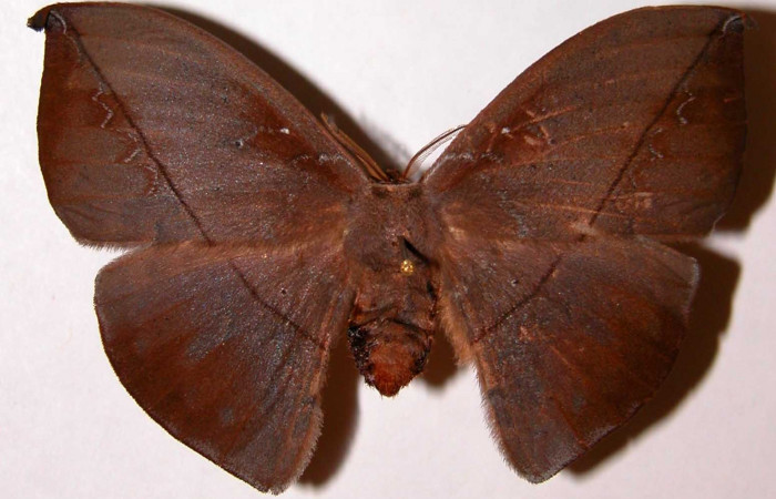 Figura 19. Adulto de <i>Oxytenis modoccidentalis</i></i> (Saturniidae), posición dorsal. (01-SRNP-22160-DHJ33904).