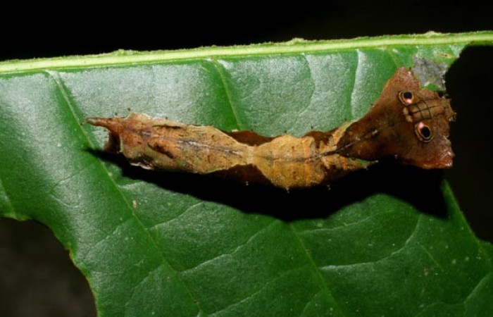 Figura 1. Dorsal entero <i>Oxytenis nubila</i></i> (Saturniidae). Sector San Cristóbal, Tajo Angeles, (elevación 540 metros). Colectada 27 octubre 2008. ( 08-SRNP-6010-DHJ444983.jpg).