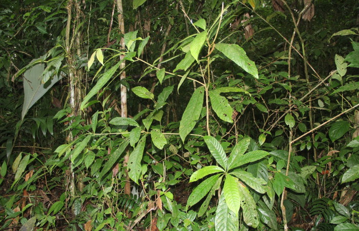 Figura 20. Planta hospedera de <i>Oxytenis nubila</i></i>. Planta Chimarrhis parviflora (Rubiaceae).
