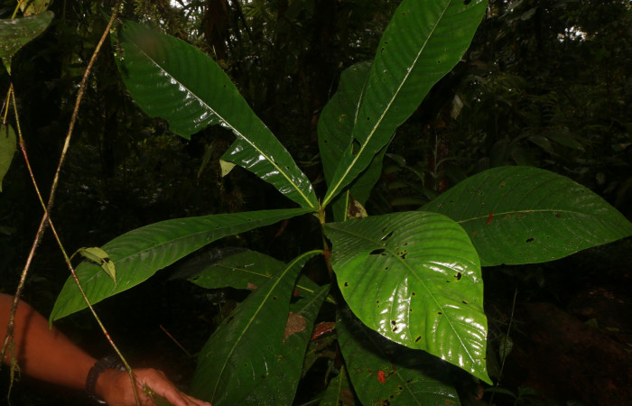 Figura 21. Planta hospedera de <i>Oxytenis modoccidentalis</i></i>. Planta <i>Genipa americana</i></i> (Rubiaceae).
