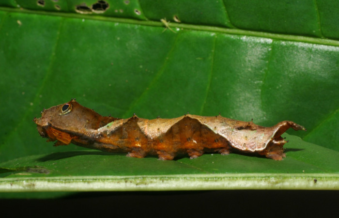 Figura 4. Lateral entero <i>Oxytenis nubila</i></i> (Saturniidae). Sector San Cristóbal, Tajo Angeles, (elevación 540 metros). Colectada 27 octubre 2008. ( 08-SRNP-6010-DHJ444984.jpg).