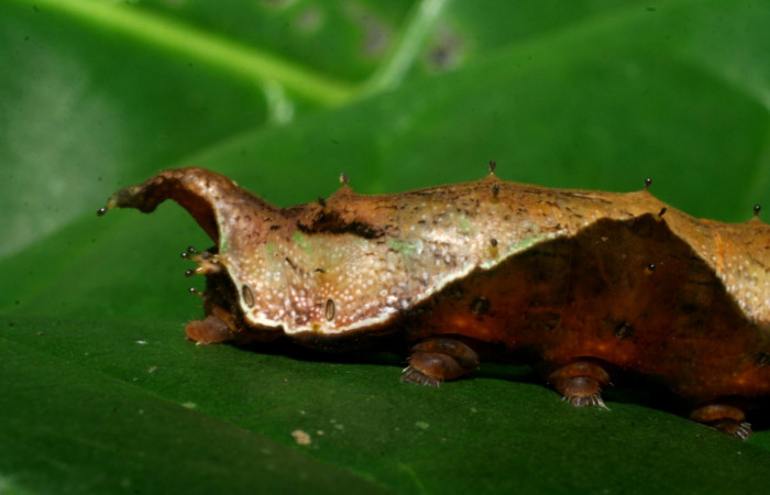 Figura 5. Lateral posterior <i>Oxytenis nubila</i></i> (Saturniidae). Sector San Cristóbal, Tajo Angeles, (elevación 540 metros). Colectada 27 octubre 2008. ( 08-SRNP-6010-DHJ445001.jpg).