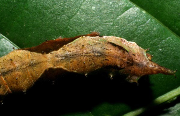 Figura 6. Dorsal posterior <i>Oxytenis nubila</i></i> (Saturniidae). Sector San Cristóbal, Tajo Angeles, (elevación 540 metros). Colectada 27 octubre 2008. ( 08-SRNP-6010-DHJ445002.jpg).