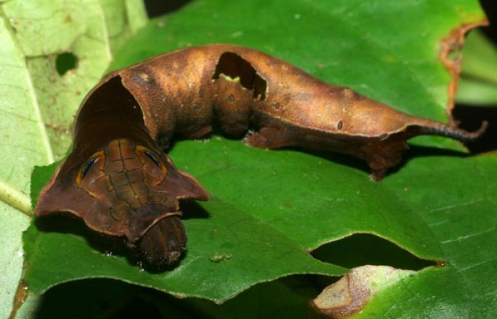 Figura 8. Dorsal tórax <i>Oxytenis nubila</i></i> (Saturniidae). Sector San Pitilla, Sendero Naciente, (elevación 700 metros). Colectada 18 mayo 2008.( 08-SRNP-31210-DHJ438918.jpg).
