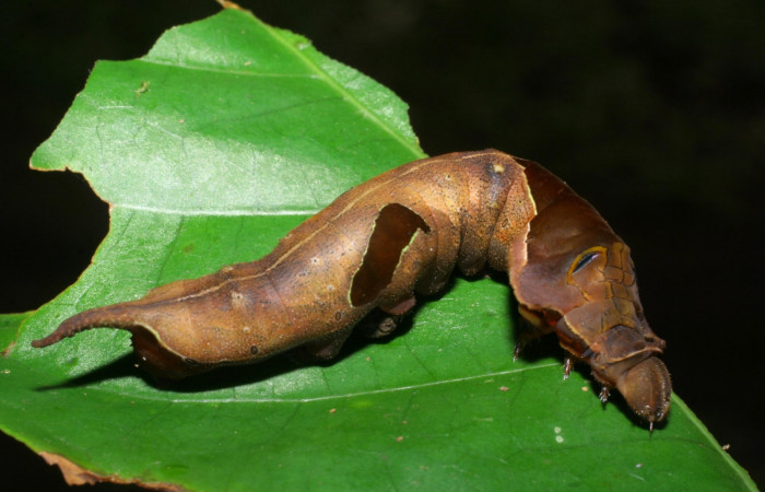Figura 9. Lateral entero <i>Oxytenis nubila</i></i> (Saturniidae). Sector San Pitilla, Sendero Naciente, (elevación 700 metros). Colectada 18 mayo 2008. ( 08-SRNP-31210-DHJ438920.jpg).
