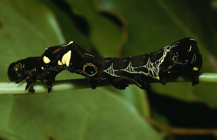 Figura 2. Larva de <i>Eudocima colubra</i></i> (Erebidae) penúltimo estadio. Posición dorsal. Voucher: 03-SRNP-4176-DHJ73103.jpg.