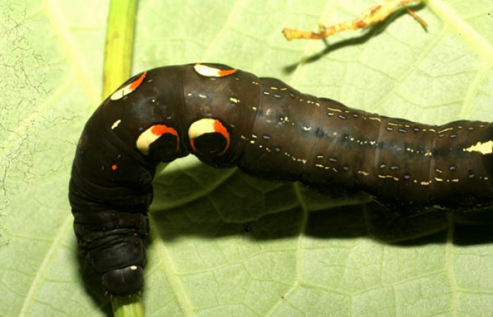 Figura 4. Larva de <i>Eudocima apta</i></i> (Erebidae).Posición dorsal. Último estadio.Voucher: 10-SRNP-65061-DHJ479113.jpg.