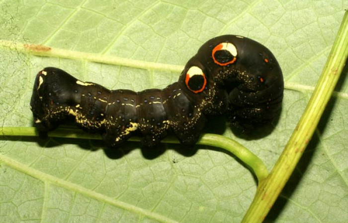 Figura 3. Larva de <i>Eudocima apta</i></i> (Erebidae) Posición dorsal. Último estadio. Voucher: 10-SRNP-65061-DHJ479119.jpg.