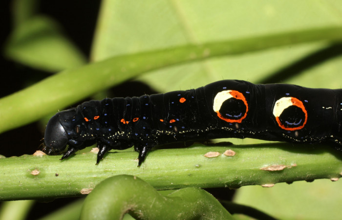 Figura 5. Larva de <i>Eudocima apta</i></i> (Erebidae).Posición dorsal. Último estadio.Voucher: 17-SRNP-905-DHJ704404.jpg.