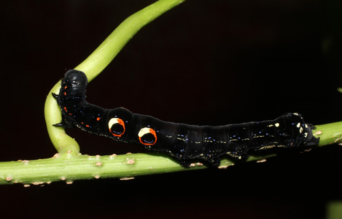 Figura 1. Larva de <i>Eudocima apta</i></i> (Erebidae) penúltimo estadio. Posición dorsal. Voucher: 17-SRNP-905-DHJ704406.jpg.