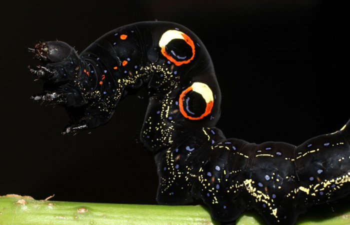 Figura 6. Larva de <i>Eudocima apta</i></i> (Erebidae).Posición dorsal. Último estadio.Voucher: 17-SRNP-905-DHJ704419.jpg.