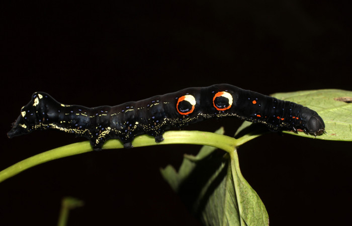 Figura 7. Larva de <i>Eudocima apta</i></i> (Erebidae).Posición lateral. Último estadio.Voucher:17-SRNP-905-DHJ704436.jpg.