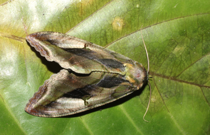 Figura 9. Adulto de <i>Eudocima apta</i></i> (Erebidae). Voucher: 17-SRNP-905-DHJ704482.jpg.