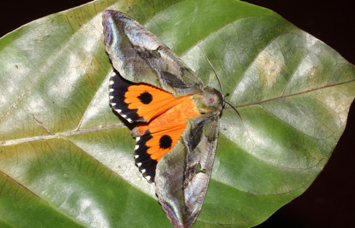 Figura 10. Adulto de <i>Eudocima apta</i></i> (Erebidae). Voucher:17-SRNP-905-DHJ704485.jpg.