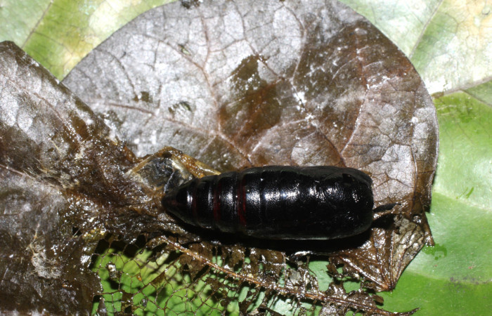 Figura 8. Pupa de <i>Eudocima apta</i></i> (Erebidae). Voucher:17-SRNP-905-DHJ704488.jpg.