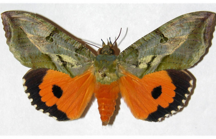 Figura 11. Adulto de <i>Eudocima apta</i></i> (Erebidae). Voucher: 98-SRNP-8348-DHJ315274.
