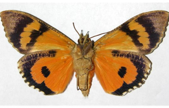 Figura 12. Adulto de <i>Eudocima apta</i></i> (Erebidae). Voucher: 98-SRNP-8348-DHJ315275.