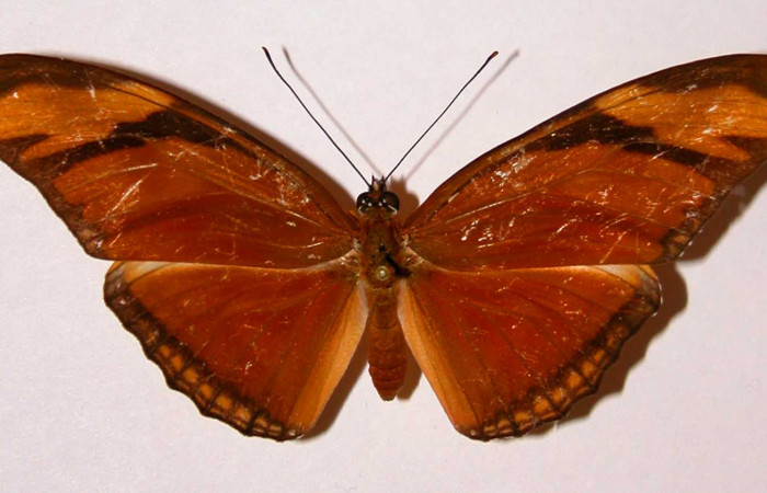  Fig. 1 Adulto vista dorsal de la hembra de <i>Dryas iulia</i></i>(Nymphalidae) mide 89 mm. Area Administrativa , Sector Santa Rosa, 295 m. 81-SRNP-629-DHJ34054.