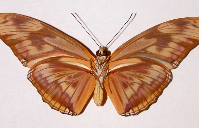  Fig. 2. Adulto vista ventral de la hembra de <i>Dryas iulia </i></i>(Nymphalidae) mide 89 mm. Area Administrativa , Sector Santa Rosa, 295 m. 81-SRNP-629-DHJ34055.