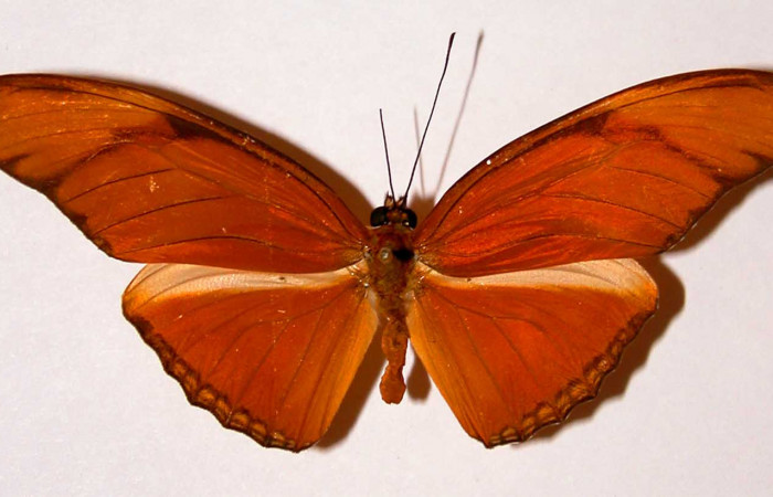  Fig. 3. Adulto vista dorsal macho de <i>Dryas iulia</i></i> (Nymphalidae) mide 89 mm. Area Administrativa , Sector Santa Rosa, 295 m. 82-SRNP-391-DHJ34056.
