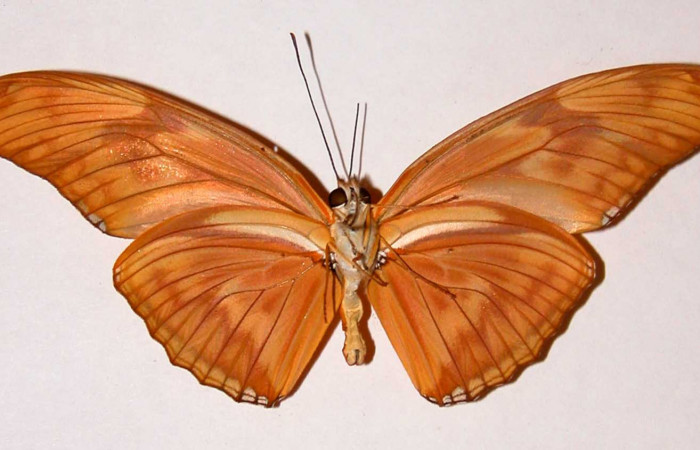  Fig. 4. Adulto vista ventral  macho de <i>Dryas iulia</i></i> (Nymphalidae) mide 89 mm. Area Administrativa , Sector Santa Rosa, 295 m. 82-SRNP-391-DHJ34057.