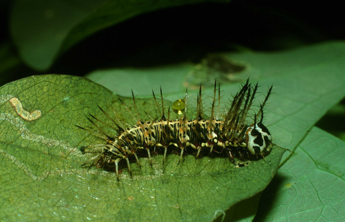  Fig. 5. Larva de <i>Dryas iulia</i></i> (Nymphalidae) mide 19 mm. Loaiciga, Sector Pitilla, 445 m. 03-SRNP-37170-DHJ80283.