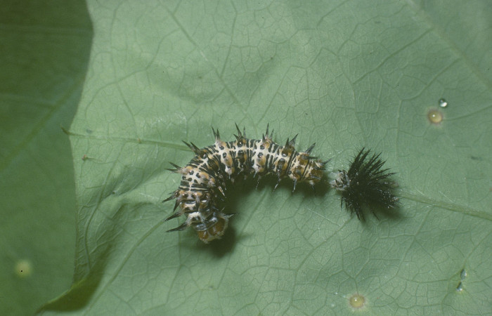  Fig. 6. Larva de <i>Dryas iulia</i></i> (Nymphalidae) mide 13 mm. Rancho Harold Sector Cacao Rosa, 820 m. 05-SRNP-45211-DHJ89282.
