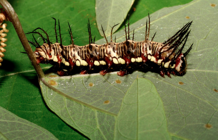 Fig. 7. Larva de <i>Dryas iulia</i></i> (Nymphalidae) mide 31 mm. Estacion Quica, sector Pitilla, 470 m. 08-SRNP-72540-DHJ447346.