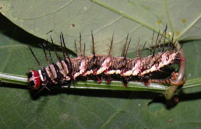  Fig. 8. Larva de <i>Dryas iulia</i></i> (Nymphalidae) mide 35 mm. Pasmonpa, sector Pitilla, 440 m. 04-SRNP-56202-DHJ400286.