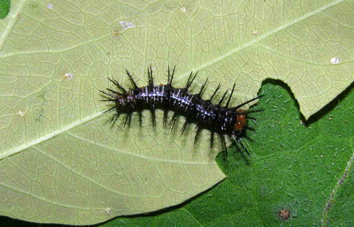  Fig. 09. Larva de <i>Dryas iulia</i></i> (Nymphalidae) mide 14 mm.Sendero Carica, sector Pitilla, 660 m. 05-SRNP-32379-DHJ404632.
