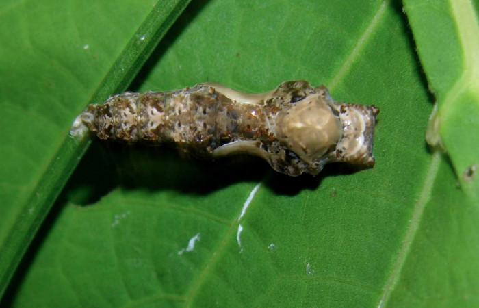 Fig. 10. Pupa de <i>Dryas iulia</i></i> (Nymphalidae) mide 23 mm. Pasmompa, sector Pitilla , 440 m. 05-SRNP-31112-DHJ403974.