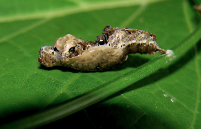 Fig. 11. Pupa de <i>Dryas iulia</i></i> (Nymphalidae) mide 23 mm. Pasmompa, sector Pitilla , 440 m. 05-SRNP-31112-DHJ403976.
