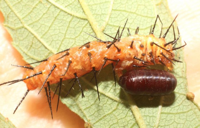 12. pupario de Tachinidae salió de larva de <i>Dryas iulia</i></i>(Nymphalidae) mide 16 mm. Sendero Nacho, sector Pitilla 710 m. 11-SRNP-30007-DHJ481144.