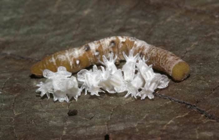 10. Capullo de (Braconidae) salió de larva <i>Dismorphia praxinoe</i></i> (Pieridae). mide 23mm. Pasmompa Sector Pitilla , 440 m. 18-SRNP-30237-DHJ743456.jpg