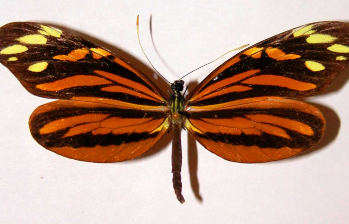  3. Adulto vista dorsal de la hembra <i>Dismorphia praxinoe</i></i> (Pieridae) mide 82mm. Pasmompa Sector Pitilla , 440 m. 01-SRNP-22965-DHJ34526.