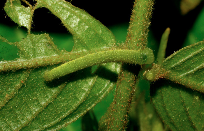 5. Larva <i>Dismorphia praxinoe</i></i> (Pieridae) mide 11mm.  Sendero Orosilito, Sector Pitilla , 440 m. 07-SRNP-33310-DHJ430358.jpg
