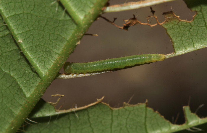 6. Larva <i>Dismorphia praxinoe</i></i> (Pieridae) mide 10mm. Sendero Orosilito, Sector Pitilla , 440 m. 18-SRNP-31024-DHJ744402.jpg