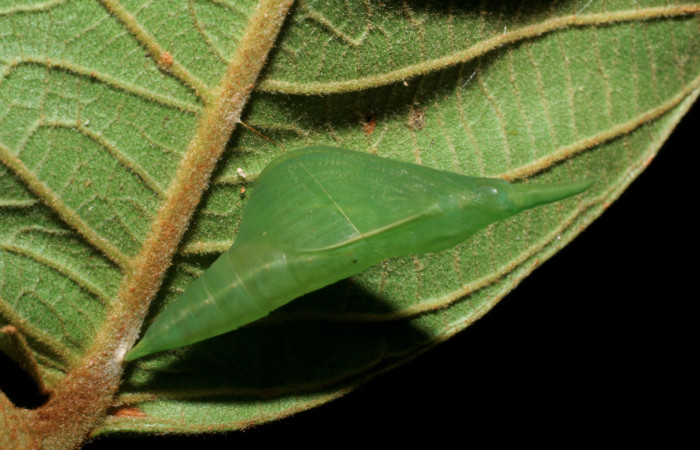  7. Pupa <i>Dismorphia praxinoe</i></i> (Pieridae) mide 81mm. Pasmompa, Sector Pitilla , 440 m. 07-SRNP-5106-DHJ7436674.