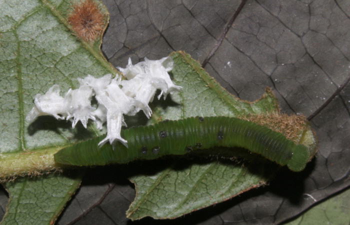 9. Capullo de (Braconidae) salio de larva <i>Dismorphia praxinoe</i></i> (Pieridae). Pasmompa Sector Pitilla , 440 m. 18-SRNP-31025-DHJ744866.jpg