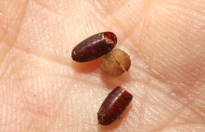 11. pupria de (Tachinidae) salio de larva <i>Dismorphia praxinoe</i></i> (Pieridae). Pasmompa Sector Pitilla , 440 m. 09-SRNP-57190-DHJ474173.